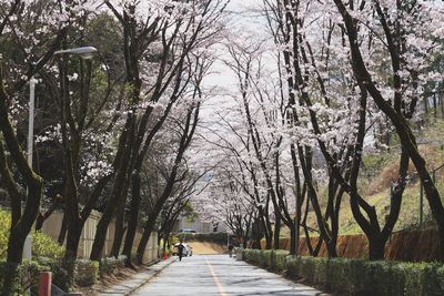 Road amidst cherry trees