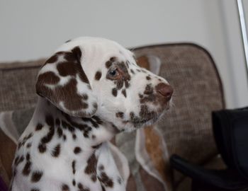 Close-up of dog sitting