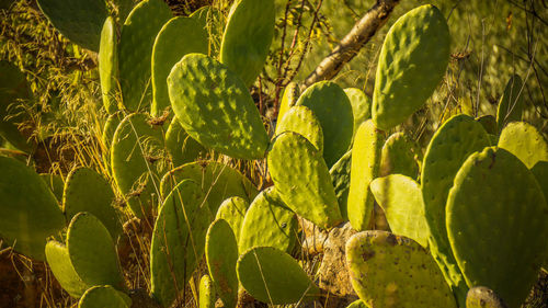 Close-up of succulent plant on field