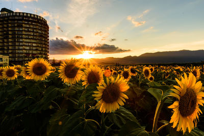 Sunflowers on field during sunset