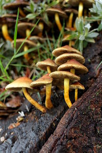 Close-up of mushroom in forest