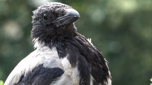 Close-up of eagle