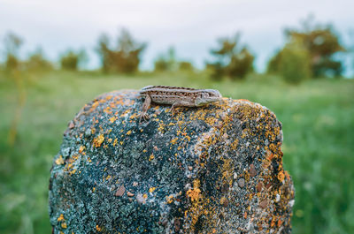 Sand lizard sits on a stone against background of green grass.