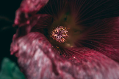 Close-up of red hibiscus flower