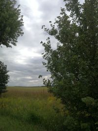 Trees on field against sky