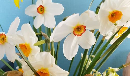 Close-up of white flowering plants