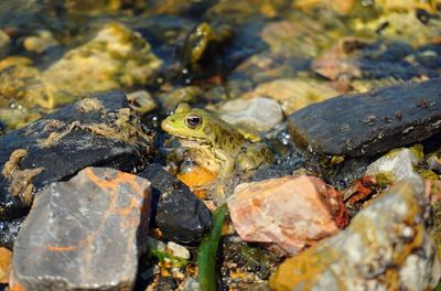 Close-up of frog on rock