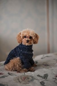 Portrait of dog sitting on bed