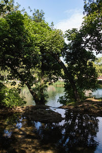 Scenic view of lake in forest against sky