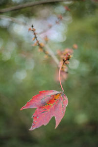 Close-up of maple leaf on tree