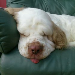 Close-up of dog sleeping on sofa