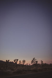 Trees on field against clear sky at sunset