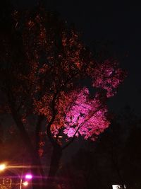 Firework display at night