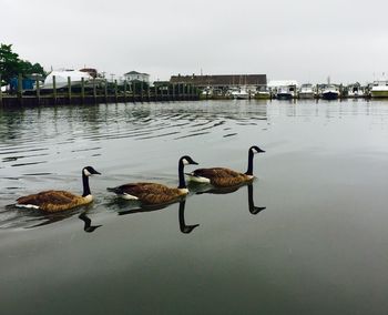 Reflection of birds in water