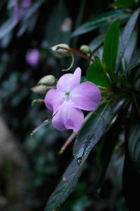 Close-up of iris blooming outdoors