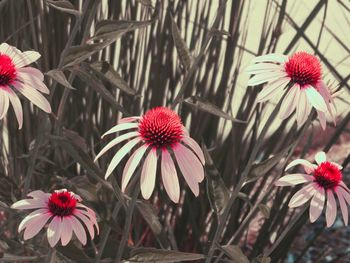 Close-up of pink flower