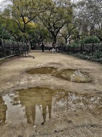 Reflection of trees in puddle at park