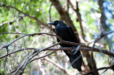 Birds perching on branch