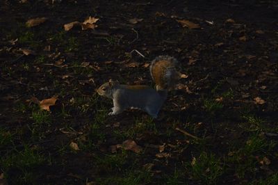 High angle view of animals on field