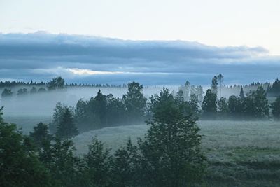 Trees in foggy weather