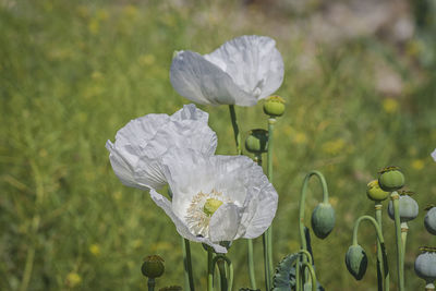 Close-up of white flowering plant