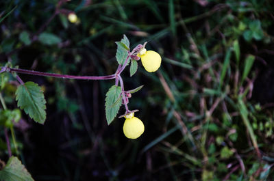 Close-up of yellow flowering plant