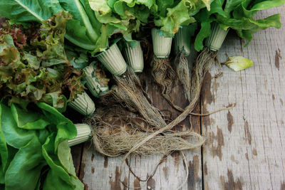 High angle view of vegetables on leaves