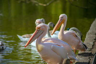 View of birds in lake