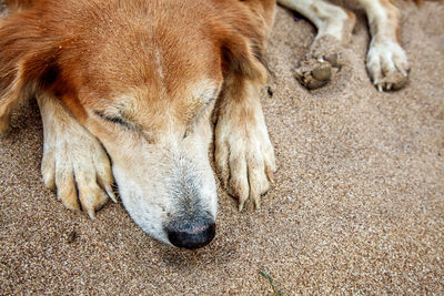Close-up of a dog resting