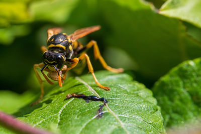 Close-up of insect on leaf