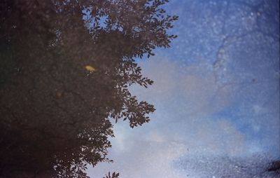 Low angle view of tree against sky