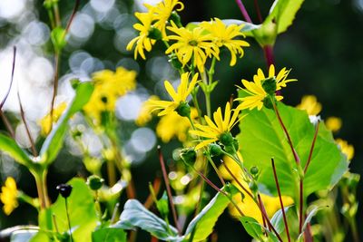 Close-up of yellow flowering plant