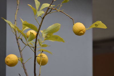Close-up of fruits
