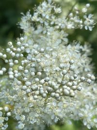 Close-up of water drops on white flowering plant