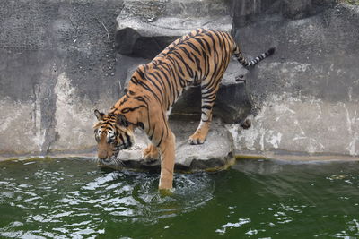 Zebras in water at zoo