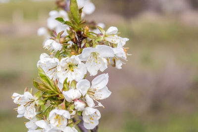 Close-up of white cherry blossom tree