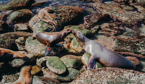 Seal relaxing on rock at sea