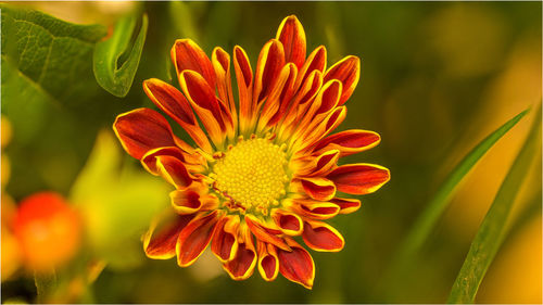 Orange flower blooming at park