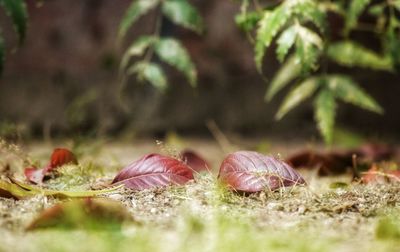 Close up of leaves