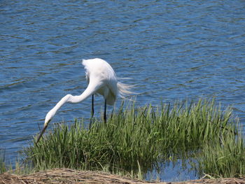 White swan in lake