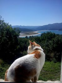 Close-up of cat on mountain against clear sky