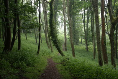 Scenic view of forest