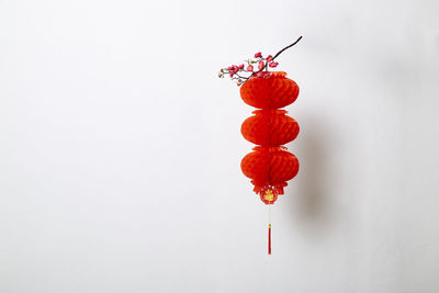 Close-up of red berries against white background