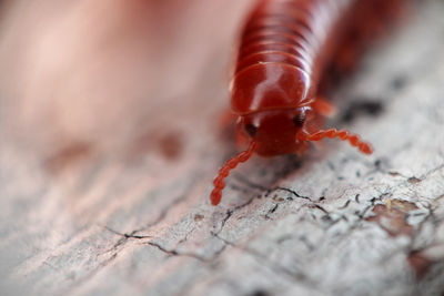 Close-up of insect