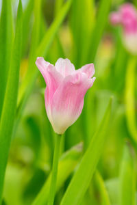 Close-up of pink tulip