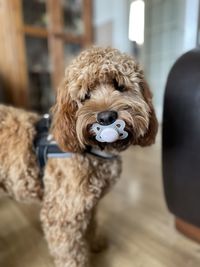 Close-up portrait of dog at home