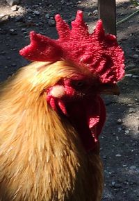 Close-up of rooster