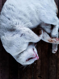 Close-up of a cat