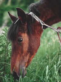 Close-up of a horse on field