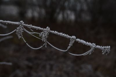 Close-up of spider web